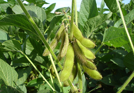 Soybean