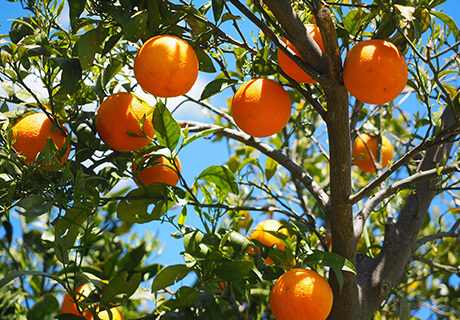 Vegetables and fruits